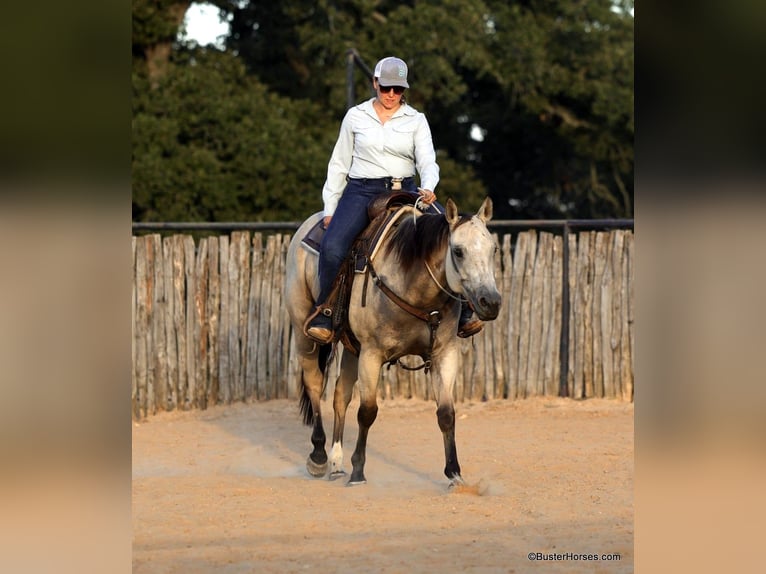 American Quarter Horse Castrone 7 Anni 155 cm Pelle di daino in Weatherford TX