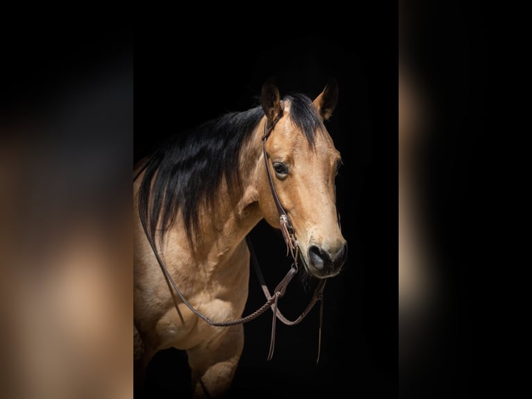 American Quarter Horse Castrone 7 Anni 155 cm Pelle di daino in Weatherford TX