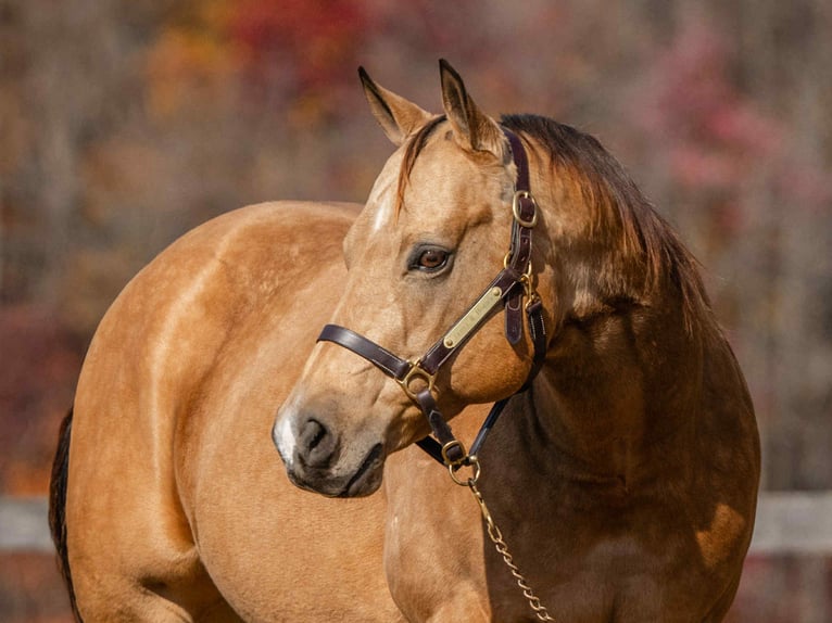 American Quarter Horse Castrone 7 Anni 155 cm Pelle di daino in New Holland
