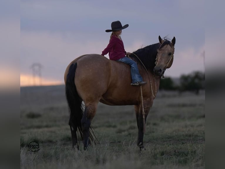 American Quarter Horse Castrone 7 Anni 155 cm Pelle di daino in Canyon, TX