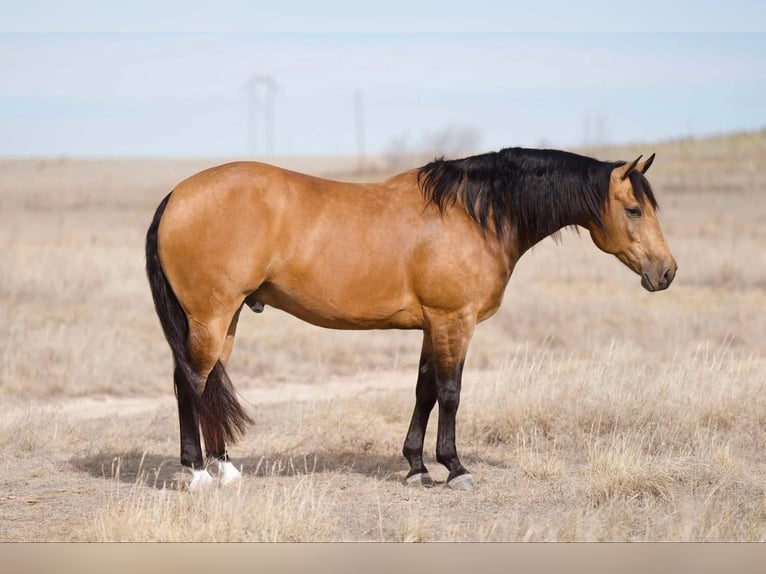 American Quarter Horse Castrone 7 Anni 155 cm Pelle di daino in Canyon, TX