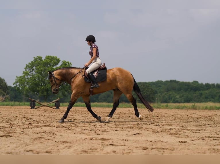 American Quarter Horse Castrone 7 Anni 155 cm Pelle di daino in Canyon, TX