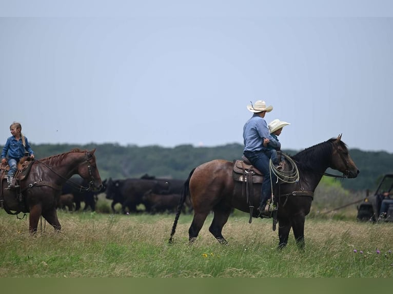 American Quarter Horse Castrone 7 Anni 155 cm Pelle di daino in Canyon, TX