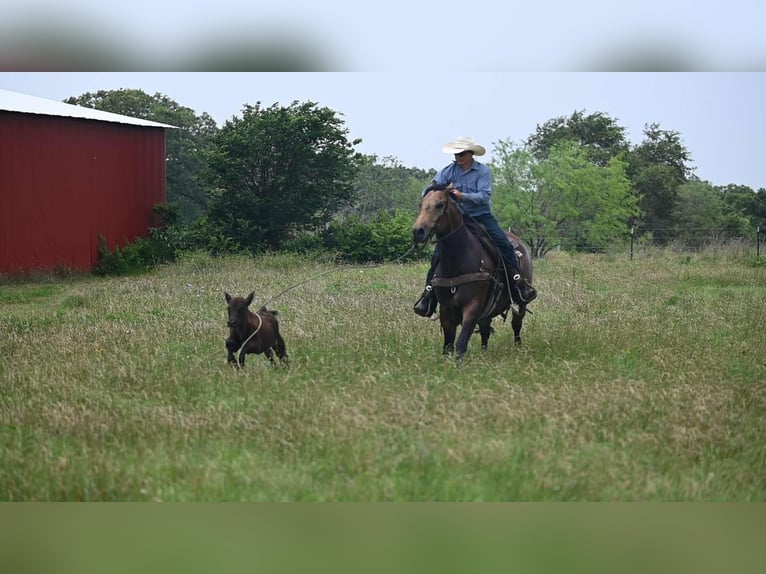 American Quarter Horse Castrone 7 Anni 155 cm Pelle di daino in Canyon, TX