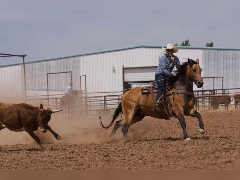 American Quarter Horse Castrone 7 Anni 155 cm Pelle di daino in Canyon, TX