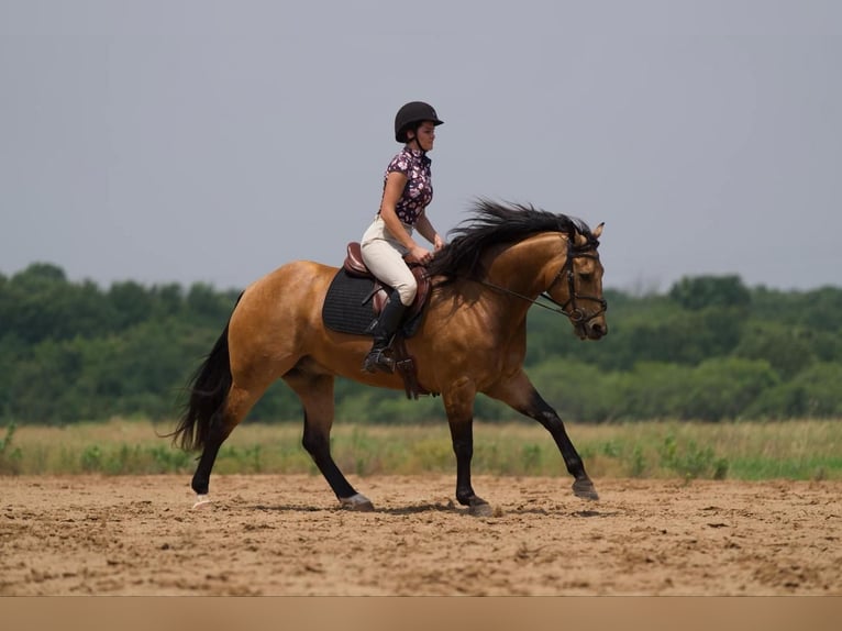 American Quarter Horse Castrone 7 Anni 155 cm Pelle di daino in Canyon, TX