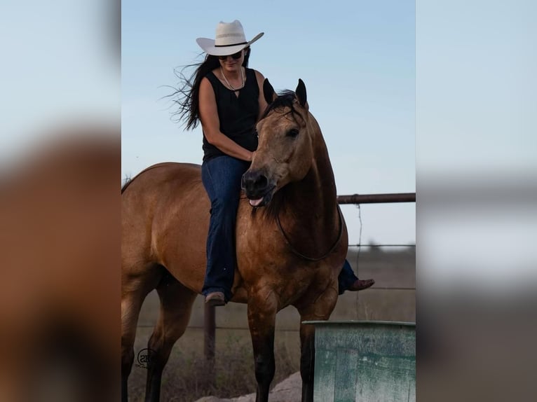 American Quarter Horse Castrone 7 Anni 155 cm Pelle di daino in Canyon, TX