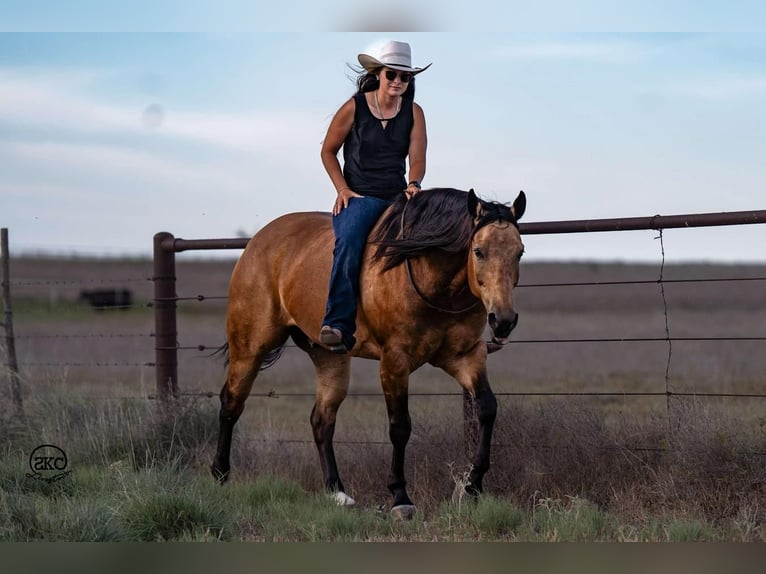 American Quarter Horse Castrone 7 Anni 155 cm Pelle di daino in Canyon, TX