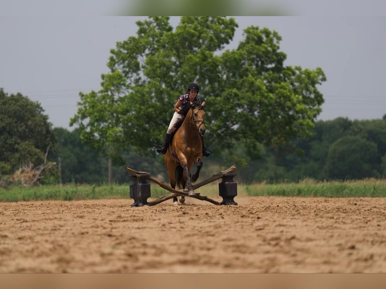 American Quarter Horse Castrone 7 Anni 155 cm Pelle di daino in Canyon, TX