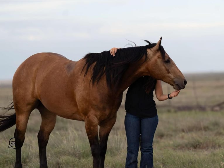 American Quarter Horse Castrone 7 Anni 155 cm Pelle di daino in Canyon, TX