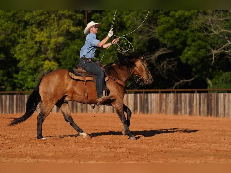 American Quarter Horse Castrone 7 Anni 155 cm Pelle di daino in Canyon, TX