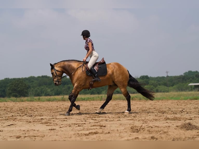 American Quarter Horse Castrone 7 Anni 155 cm Pelle di daino in Canyon, TX