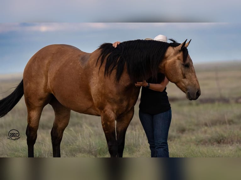 American Quarter Horse Castrone 7 Anni 155 cm Pelle di daino in Canyon, TX