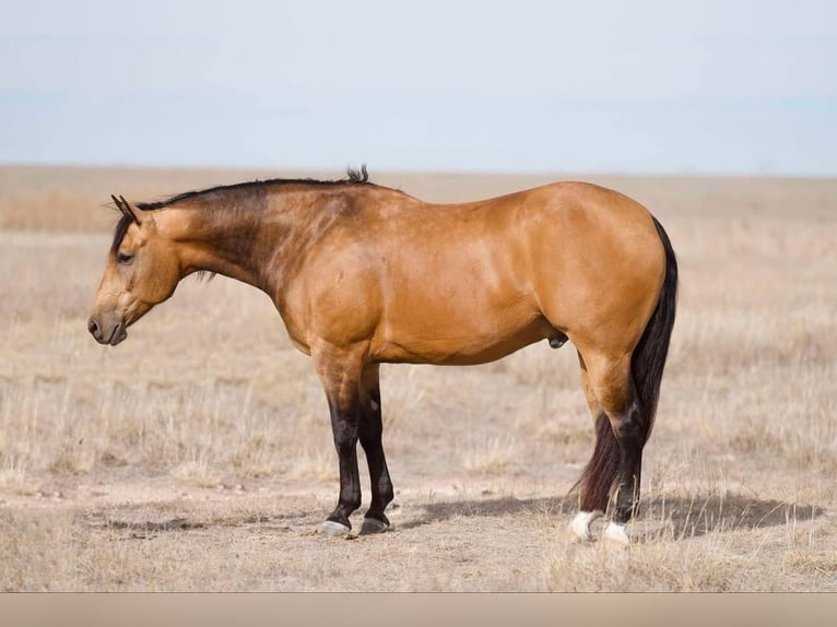 American Quarter Horse Castrone 7 Anni 155 cm Pelle di daino in Canyon, TX