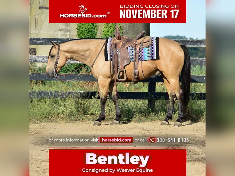 American Quarter Horse Castrone 7 Anni 155 cm Pelle di daino in Fredericksburg