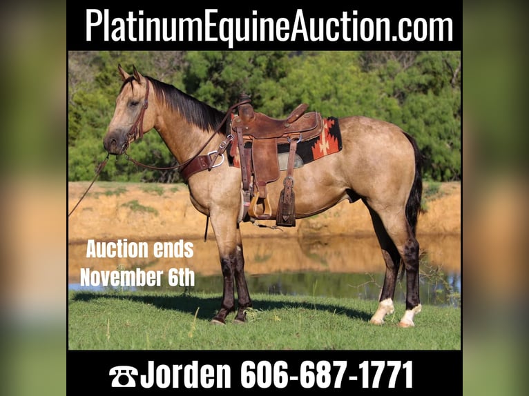 American Quarter Horse Castrone 7 Anni 155 cm Pelle di daino in Cleburne TX