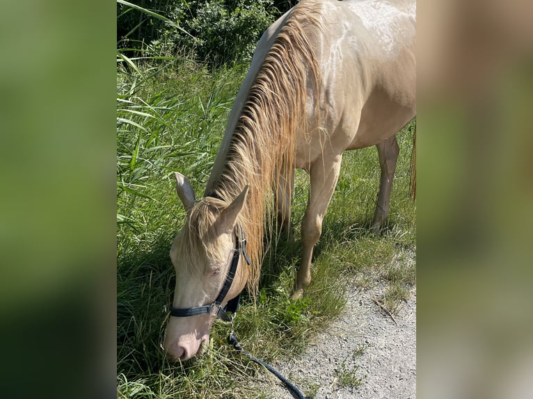 American Quarter Horse Castrone 7 Anni 155 cm Perlino in Mannersdorf am Leithagebirge