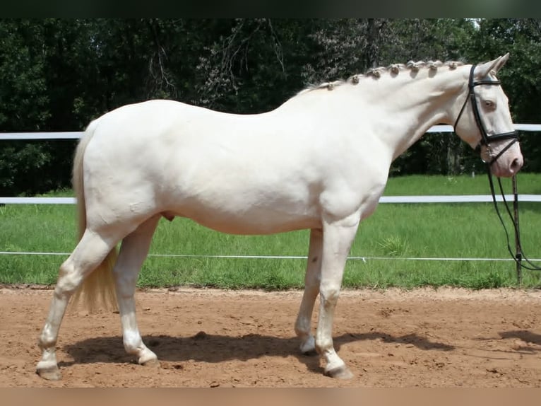 American Quarter Horse Castrone 7 Anni 155 cm Perlino in Warsaw
