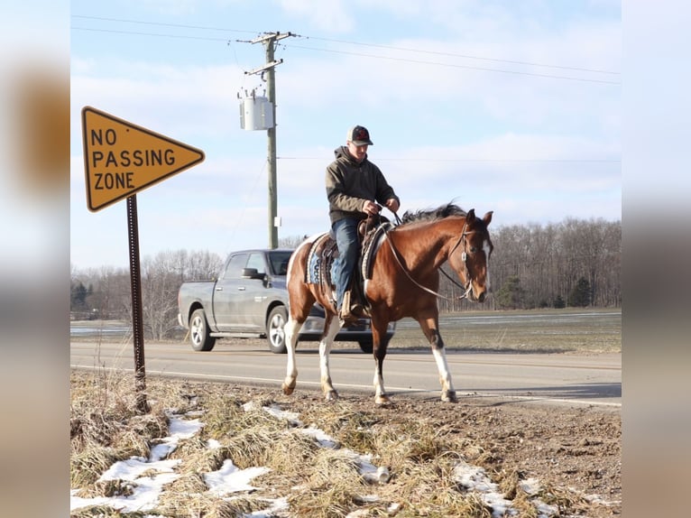 American Quarter Horse Castrone 7 Anni 155 cm Pezzato in Howell