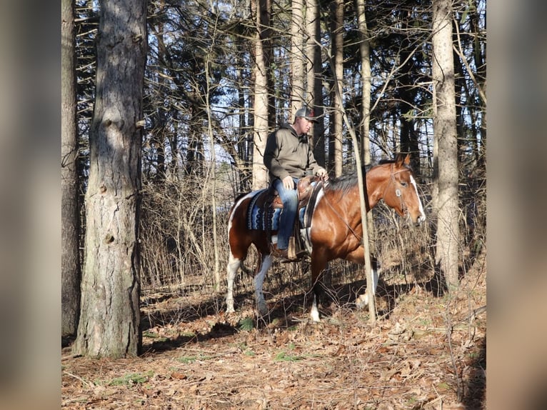 American Quarter Horse Castrone 7 Anni 155 cm Pezzato in Howell