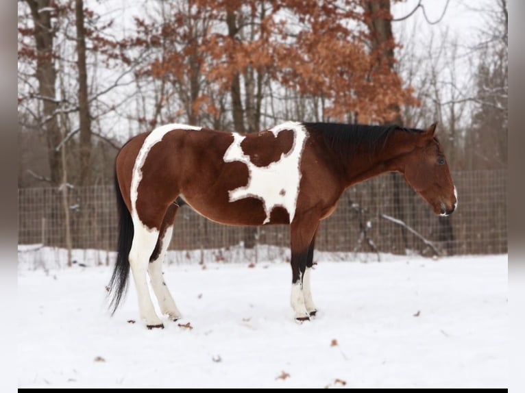 American Quarter Horse Castrone 7 Anni 155 cm Pezzato in Howell