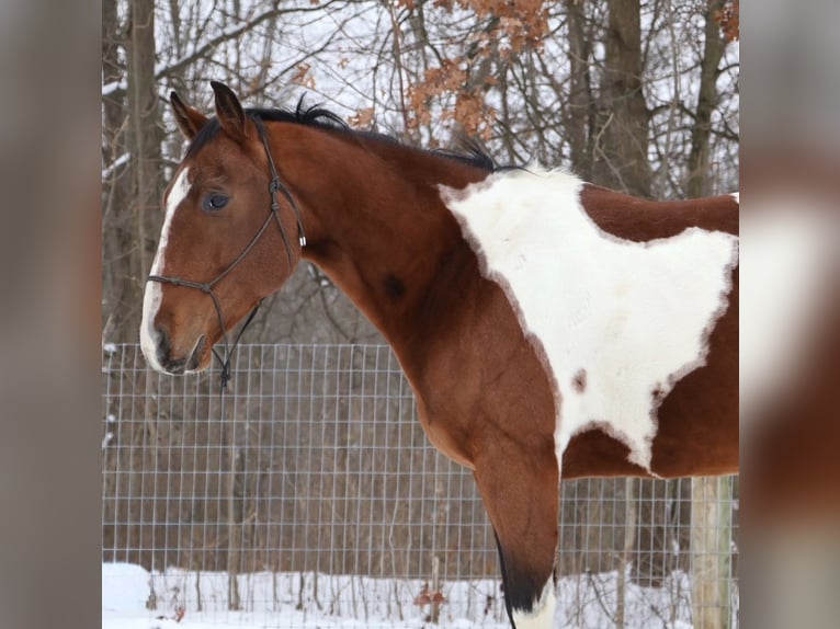 American Quarter Horse Castrone 7 Anni 155 cm Pezzato in Howell