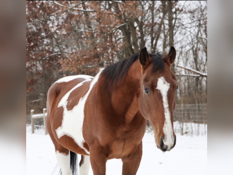 American Quarter Horse Castrone 7 Anni 155 cm Pezzato in Howell