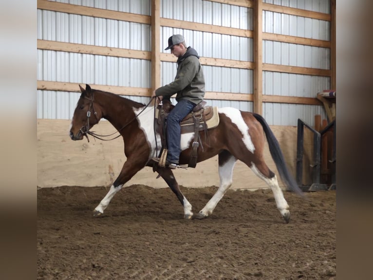 American Quarter Horse Castrone 7 Anni 155 cm Pezzato in Howell
