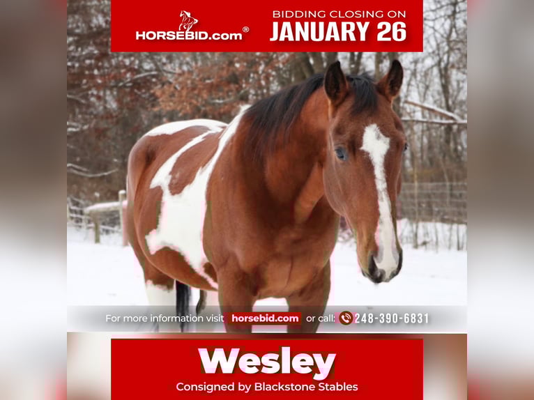 American Quarter Horse Castrone 7 Anni 155 cm Pezzato in Howell