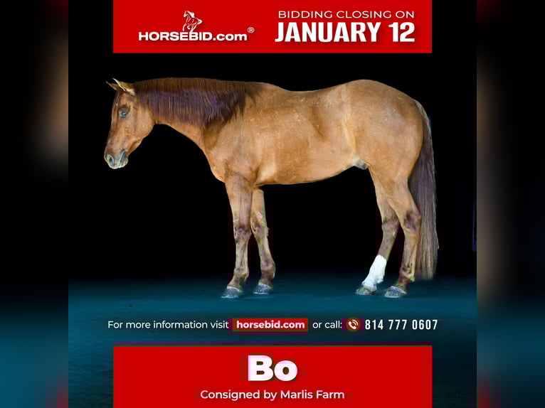 American Quarter Horse Castrone 7 Anni 155 cm Red dun in Rebersburg