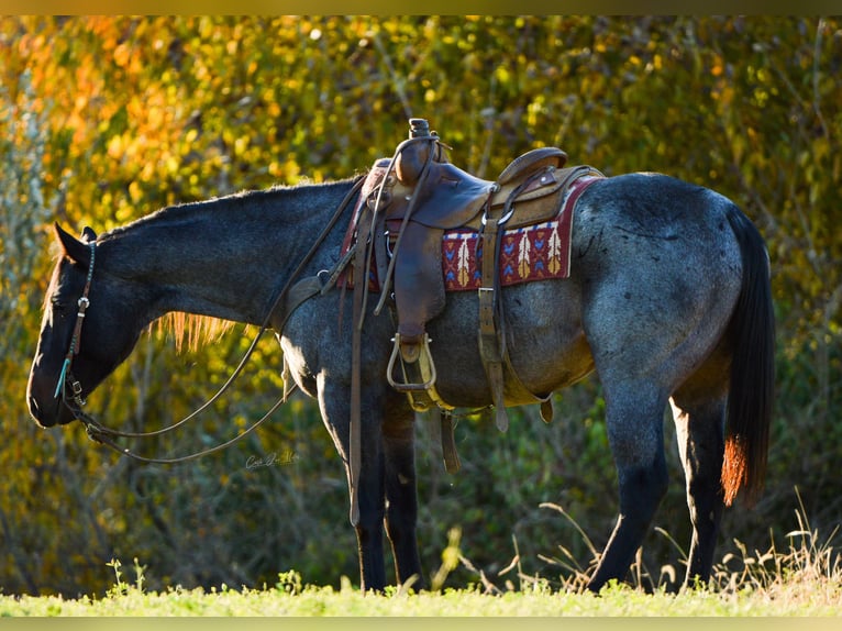 American Quarter Horse Castrone 7 Anni 155 cm Roano blu in Lewistown IL