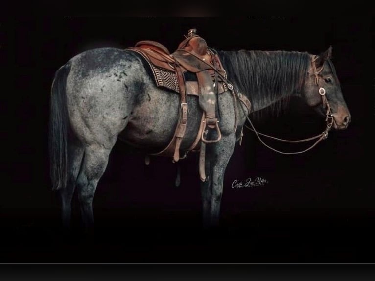 American Quarter Horse Castrone 7 Anni 155 cm Roano blu in Lewistown IL