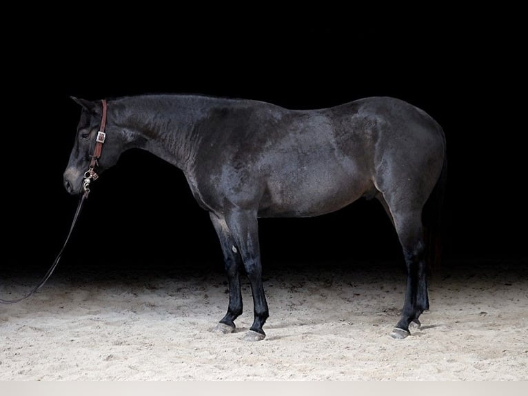 American Quarter Horse Castrone 7 Anni 155 cm Roano blu in Somerset, KY