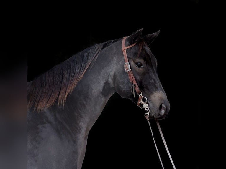 American Quarter Horse Castrone 7 Anni 155 cm Roano blu in Somerset, KY