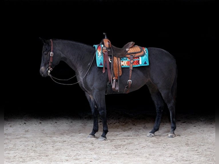 American Quarter Horse Castrone 7 Anni 155 cm Roano blu in Somerset, KY