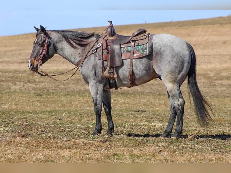 American Quarter Horse Castrone 7 Anni 155 cm Roano blu in Clarion