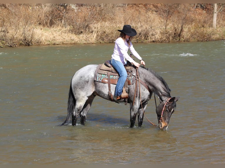 American Quarter Horse Castrone 7 Anni 155 cm Roano blu in Clarion