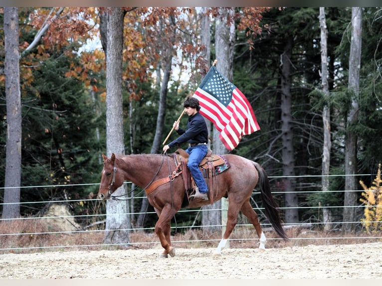 American Quarter Horse Castrone 7 Anni 155 cm Roano rosso in Clarion