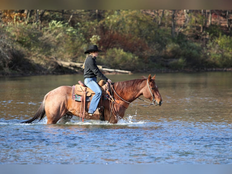 American Quarter Horse Castrone 7 Anni 155 cm Roano rosso in Clarion
