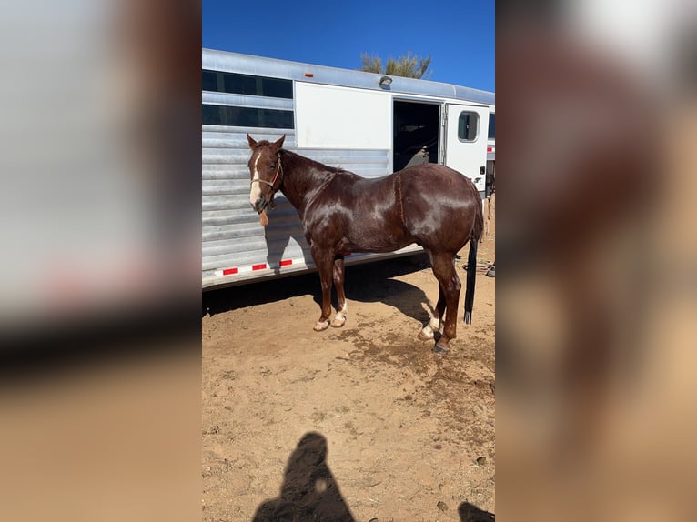 American Quarter Horse Castrone 7 Anni 155 cm Roano rosso in Aguila