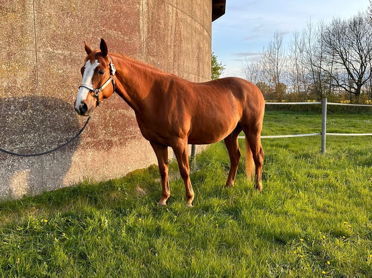 American Quarter Horse Castrone 7 Anni 155 cm Sauro in Ellerhoop