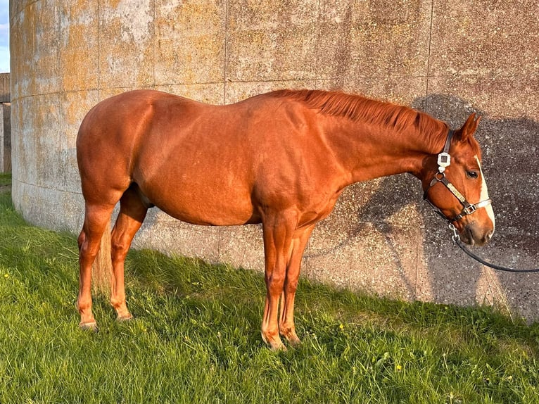 American Quarter Horse Castrone 7 Anni 155 cm Sauro in Ellerhoop