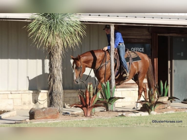 American Quarter Horse Castrone 7 Anni 155 cm Sauro ciliegia in Weatherford TX