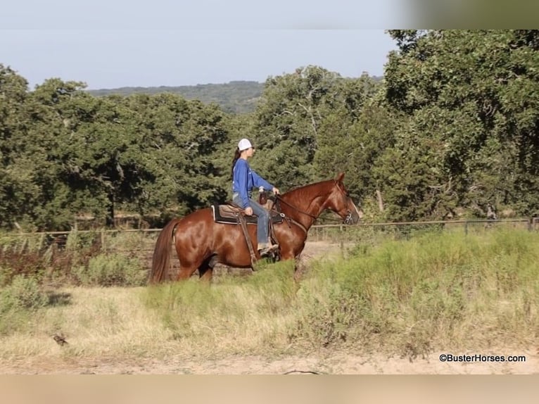 American Quarter Horse Castrone 7 Anni 155 cm Sauro ciliegia in Weatherford TX