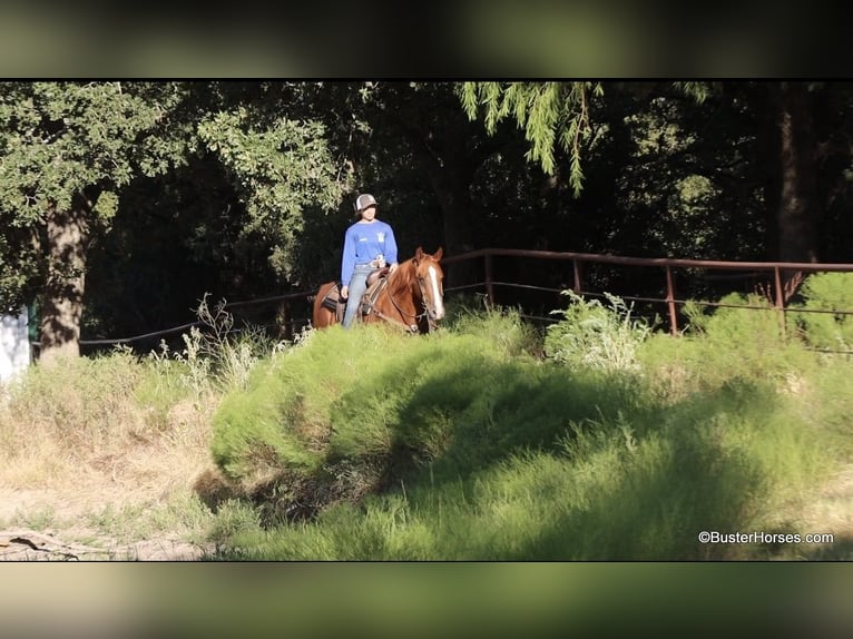 American Quarter Horse Castrone 7 Anni 155 cm Sauro ciliegia in Weatherford TX