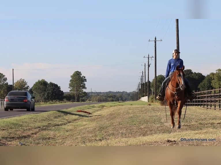 American Quarter Horse Castrone 7 Anni 155 cm Sauro ciliegia in Weatherford TX