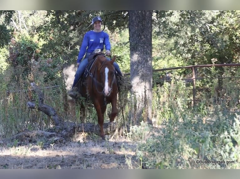 American Quarter Horse Castrone 7 Anni 155 cm Sauro ciliegia in Weatherford TX