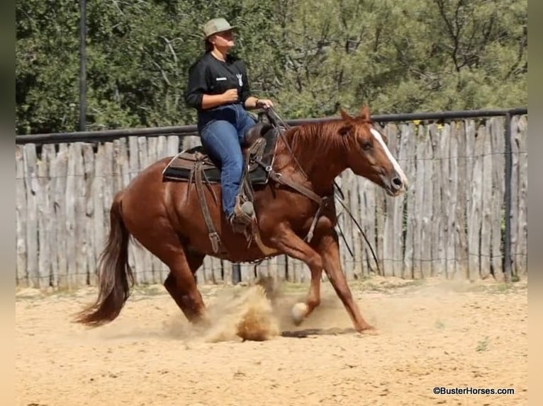 American Quarter Horse Castrone 7 Anni 155 cm Sauro ciliegia in Weatherford TX