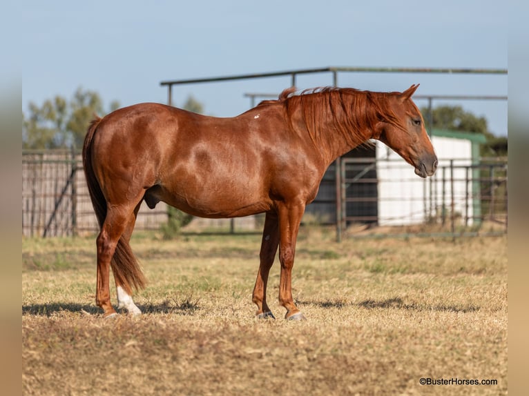 American Quarter Horse Castrone 7 Anni 155 cm Sauro ciliegia in Weatherford TX