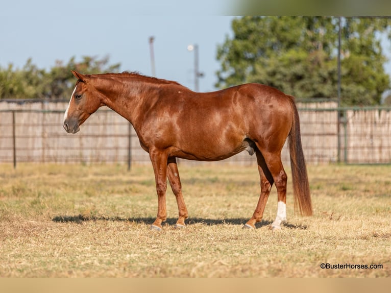 American Quarter Horse Castrone 7 Anni 155 cm Sauro ciliegia in Weatherford TX